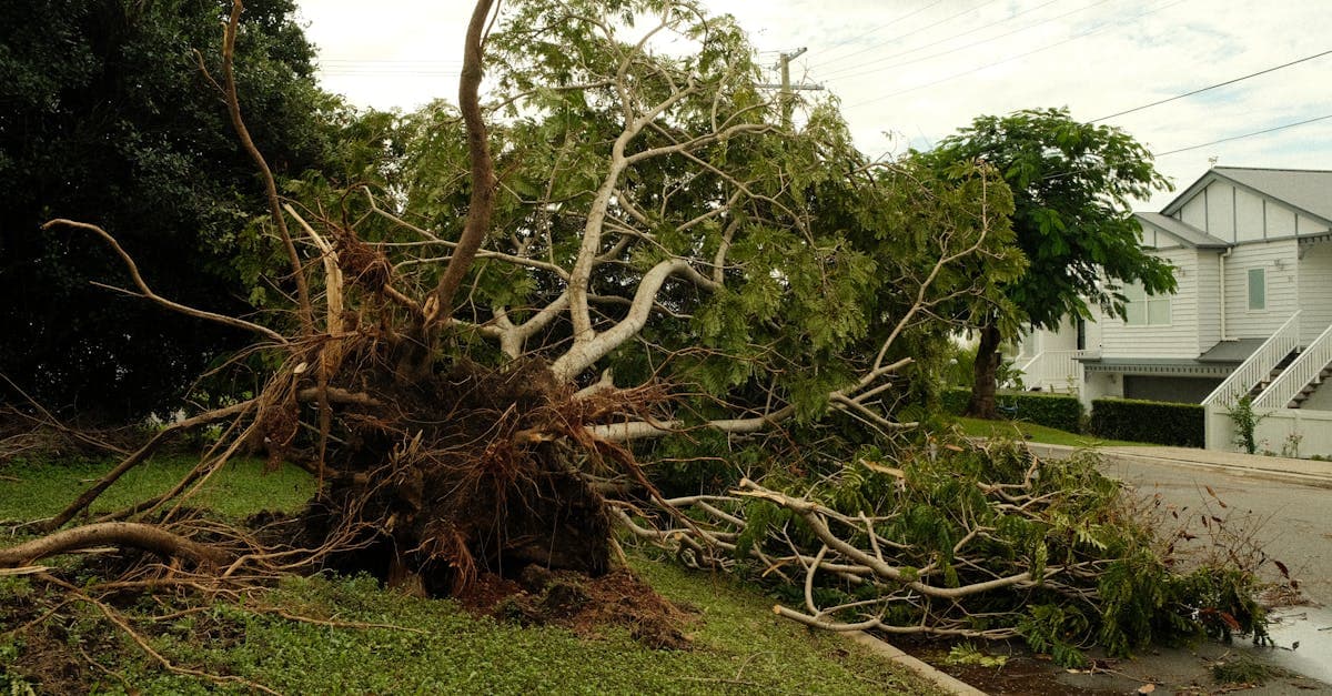 Cover Image for Tree Root Damage to Your Foundation: Insurance Coverage